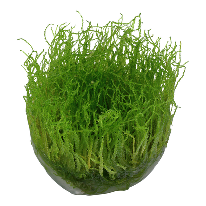 Taxiphyllum barbieri 'Bogor Moss'