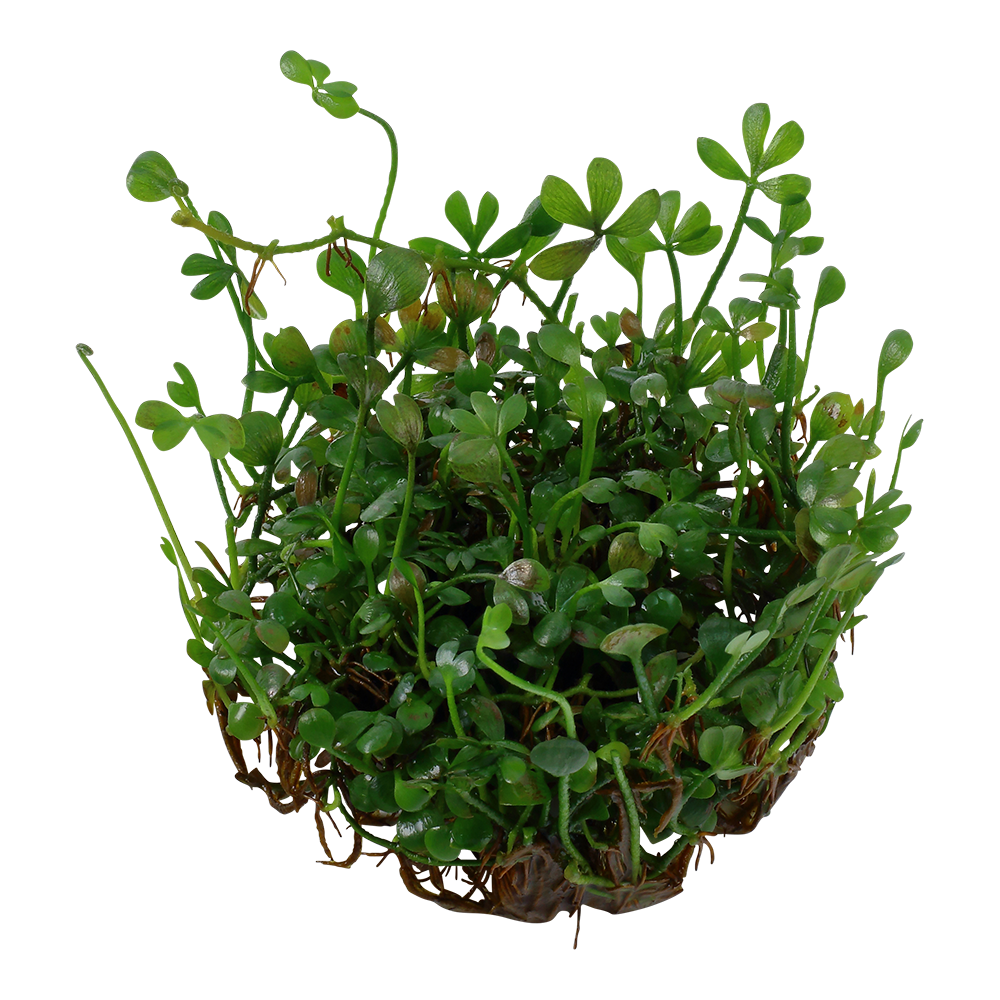 Marsilea minuta