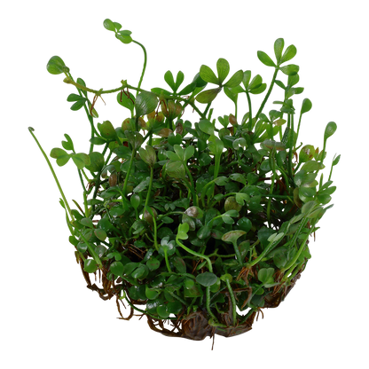 Marsilea minuta