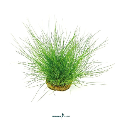 Eleocharis acicularis
