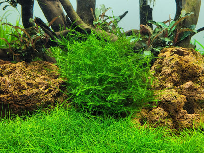 Leptodictyum riparium
