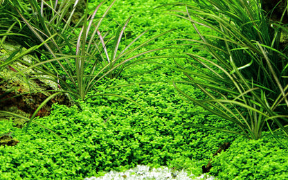 Micanthemum callitrichoides 'Cuba'