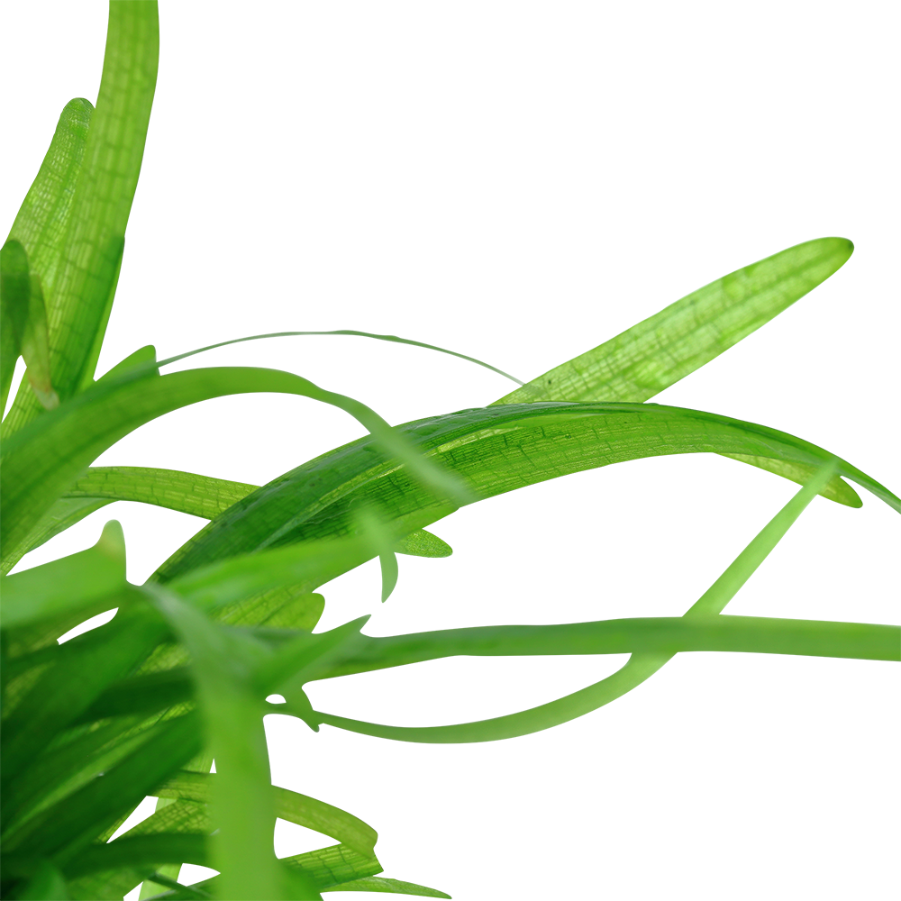 Sagittaria subulata