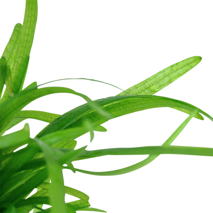 Sagittaria subulata