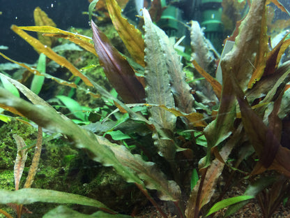 Cryptocoryne undulatus 'Broad Leaf'