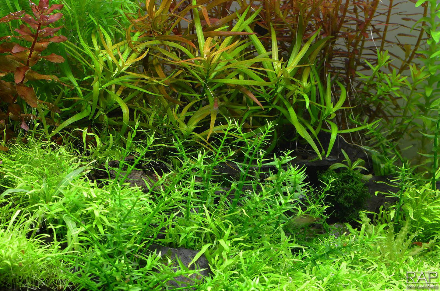Gratiola viscidula