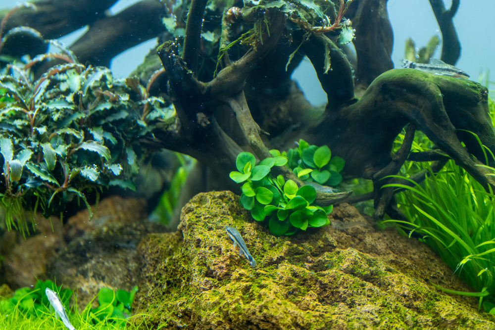 Anubias barteri "Mini Coin'