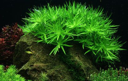 Heteranthera zosterifolica