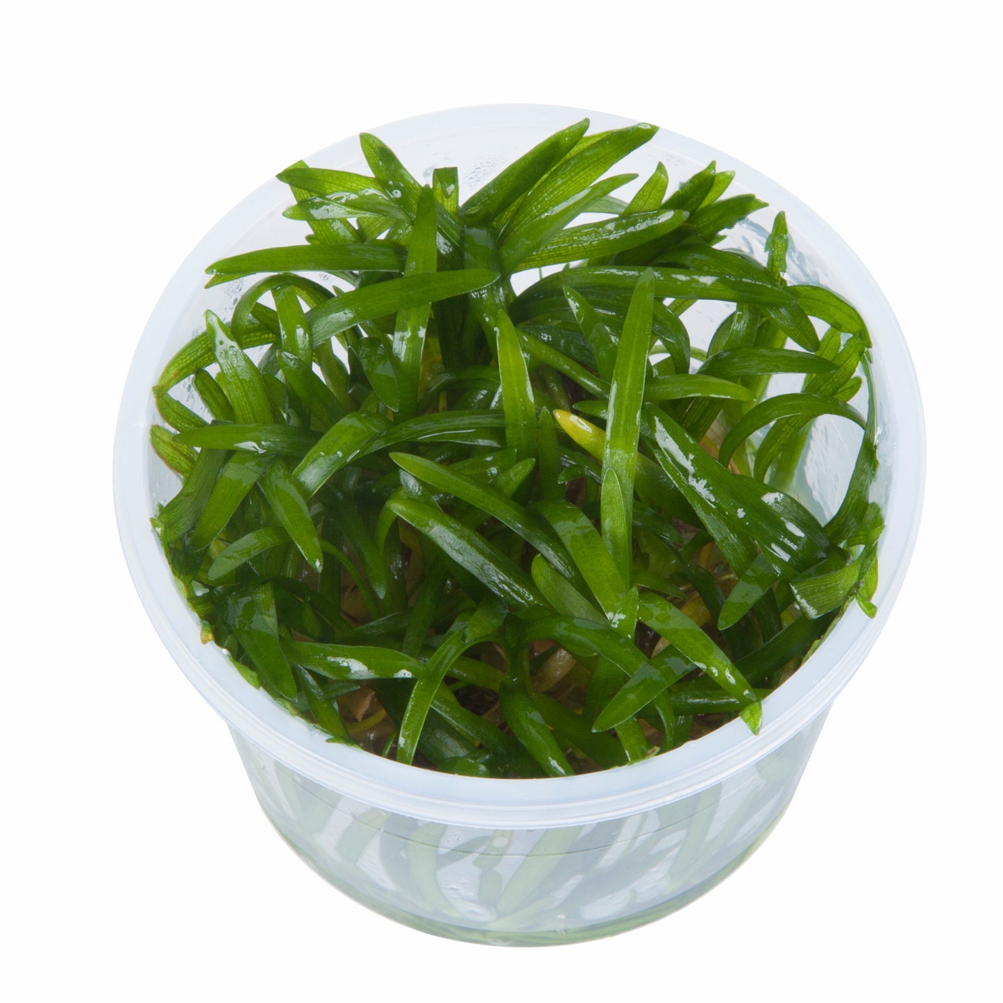 Sagittaria subulata