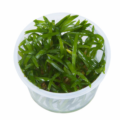 Sagittaria subulata