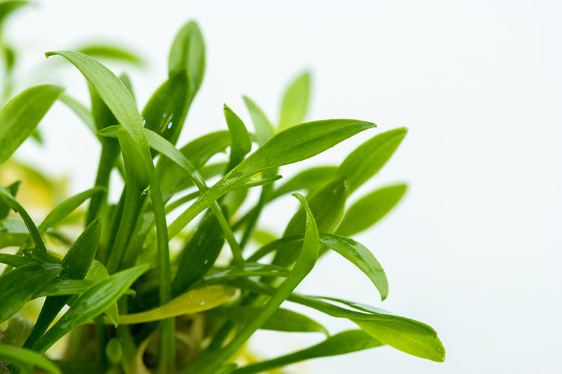 Cryptocoryne parva