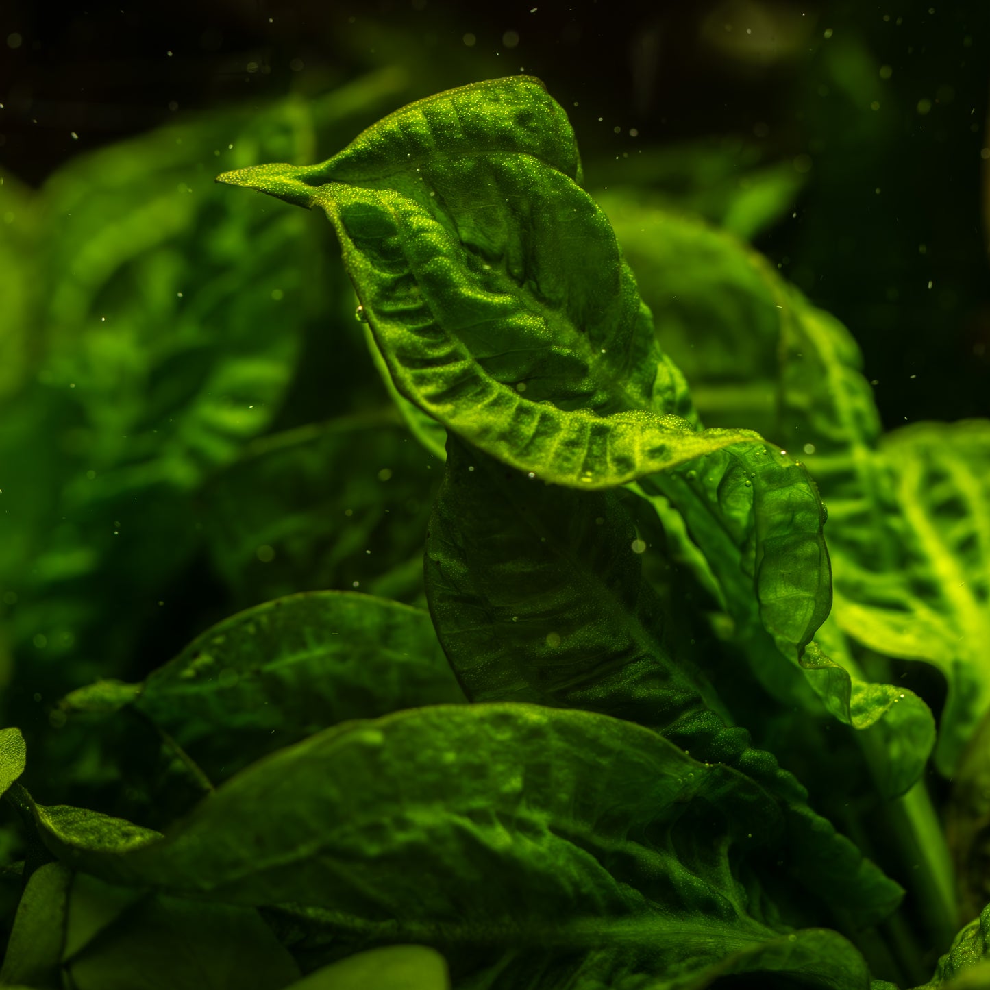 Echinodorus grisebachii 'Tropica'