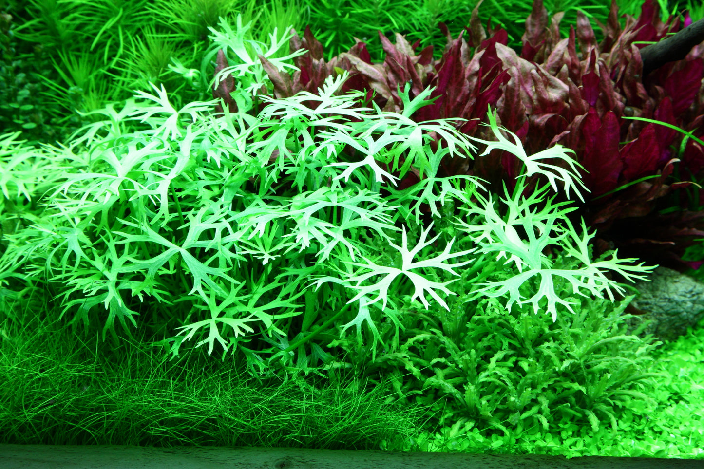 Ranunculus inundatus