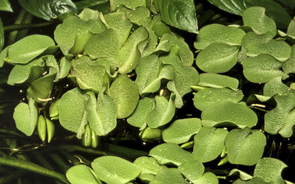 Salvinia minima