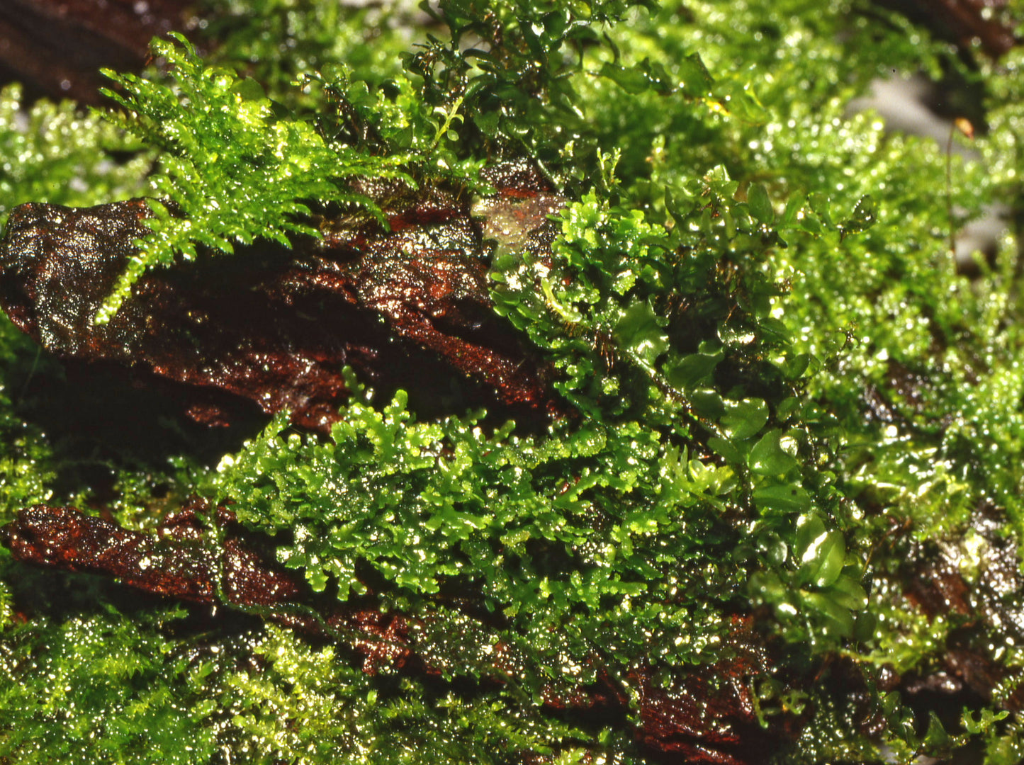 Riccardia chamedryfolia