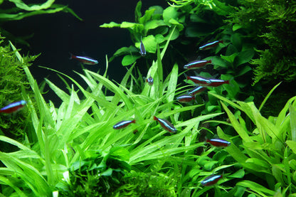 Helanthium 'Quadricostatus'