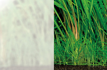 ADA Aqua Screen Foggy 60