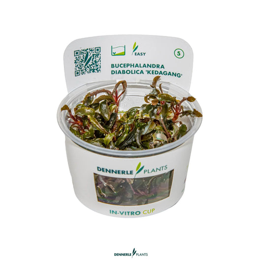 Bucephalandra diabolica 'Kedagang'