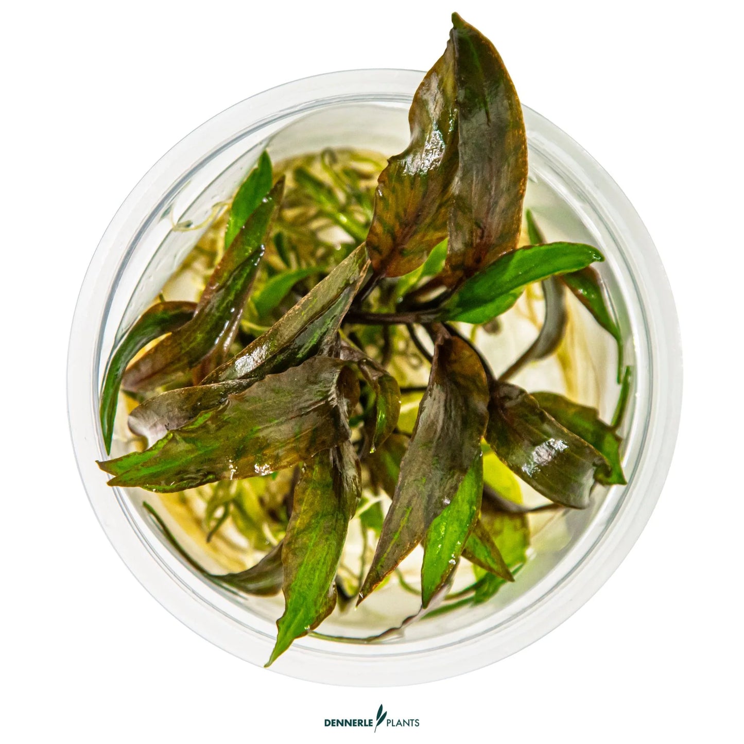 Cryptocoryne nurii 'Rosé Maiden'