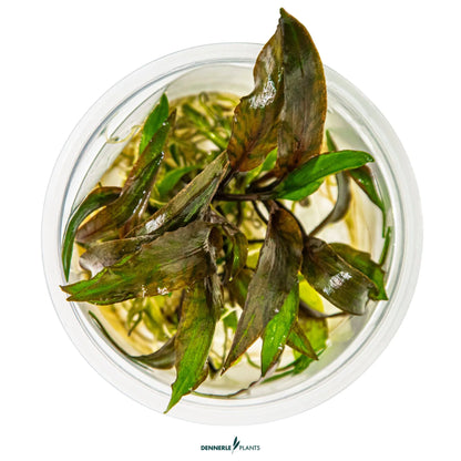Cryptocoryne nurii 'Rosé Maiden'