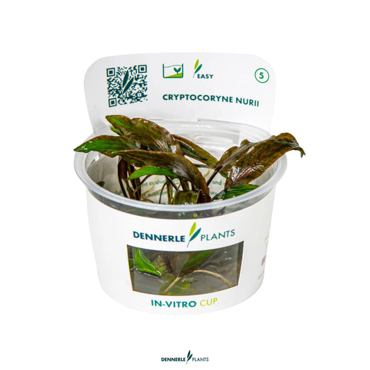 Cryptocoryne nurii 'Rosé Maiden'