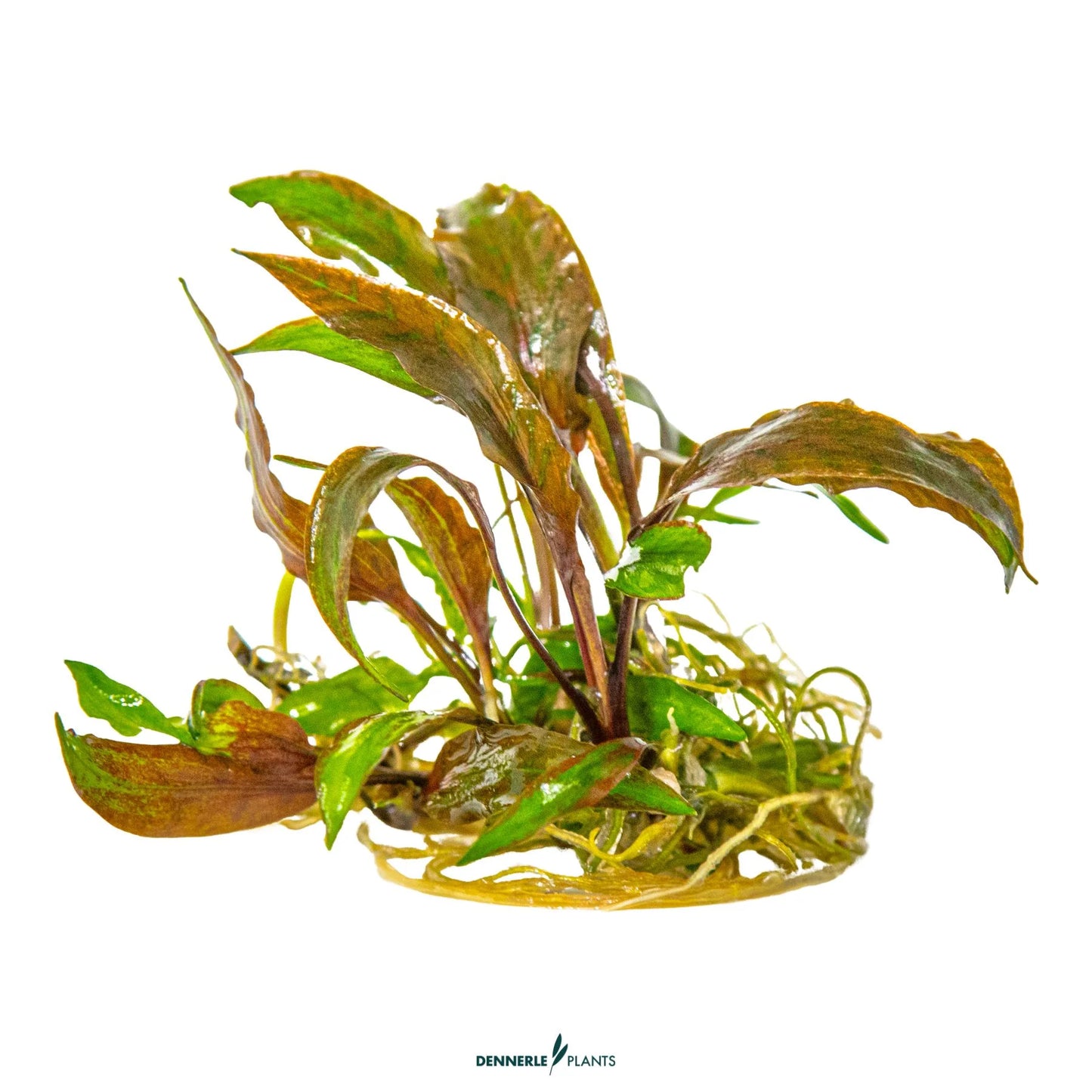 Cryptocoryne nurii 'Rosé Maiden'
