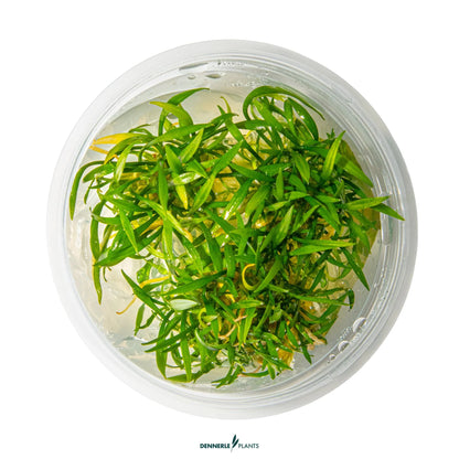 Cryptocoryne parva