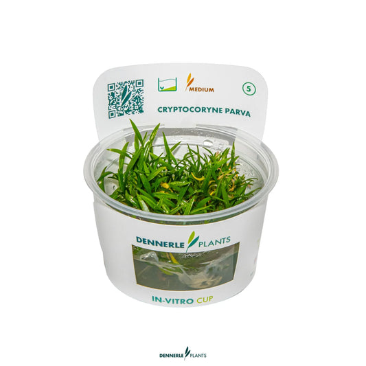Cryptocoryne parva