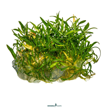 Cryptocoryne parva