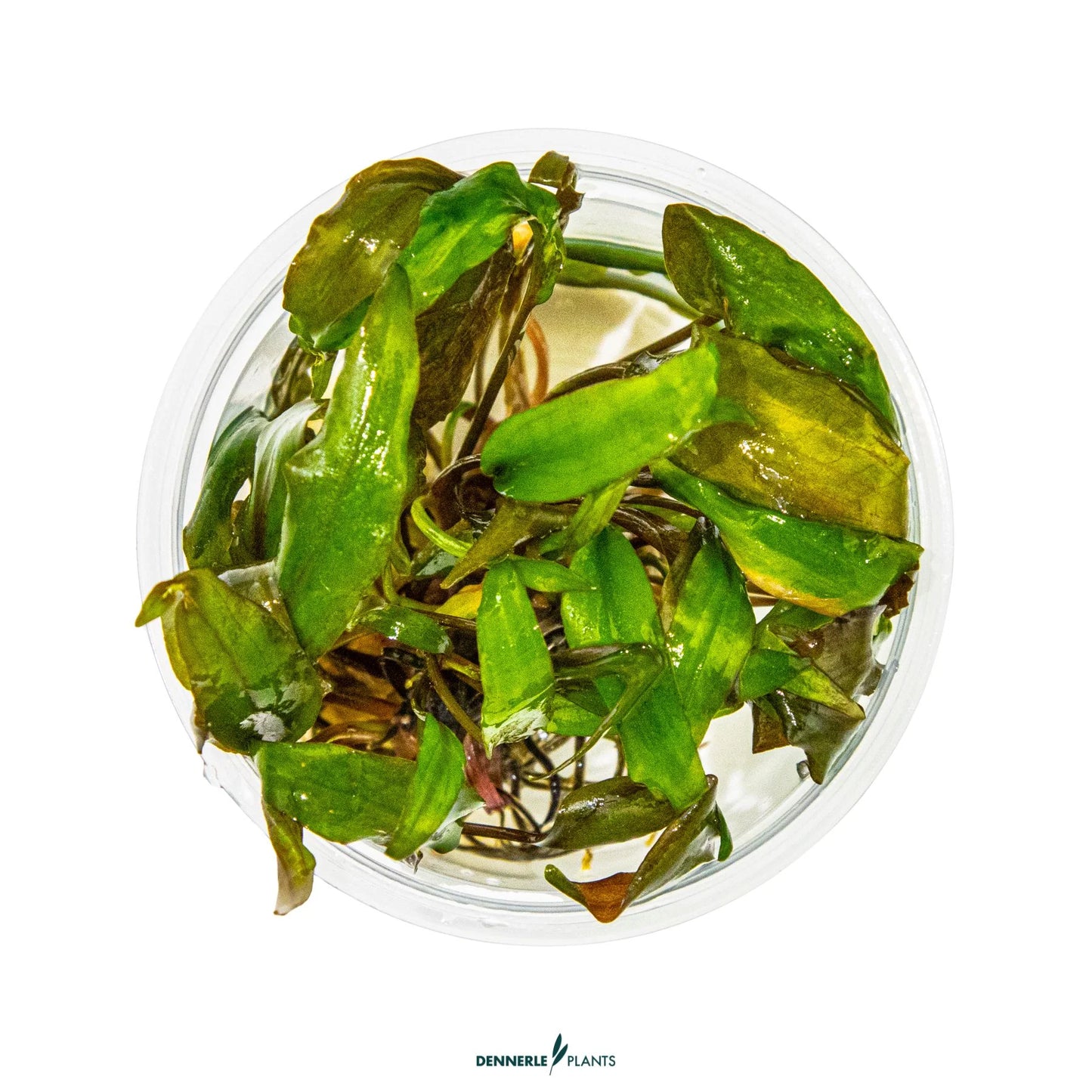 Cryptocoryne undulata 'Broad Leaf'