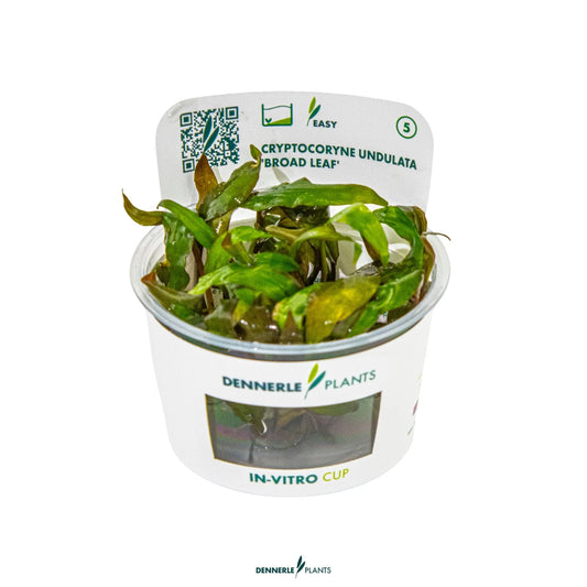 Cryptocoryne undulata 'Broad Leaf'