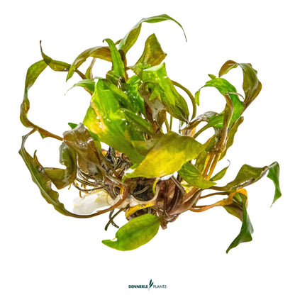 Cryptocoryne undulata 'Broad Leaf'