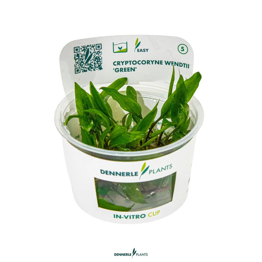 Cryptocoryne wendtii 'Green'