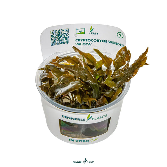 Cryptocoryne wendtii 'Mi Oya'