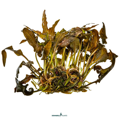 Cryptocoryne wendtii 'Mi Oya'