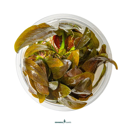 Echinodorus reni