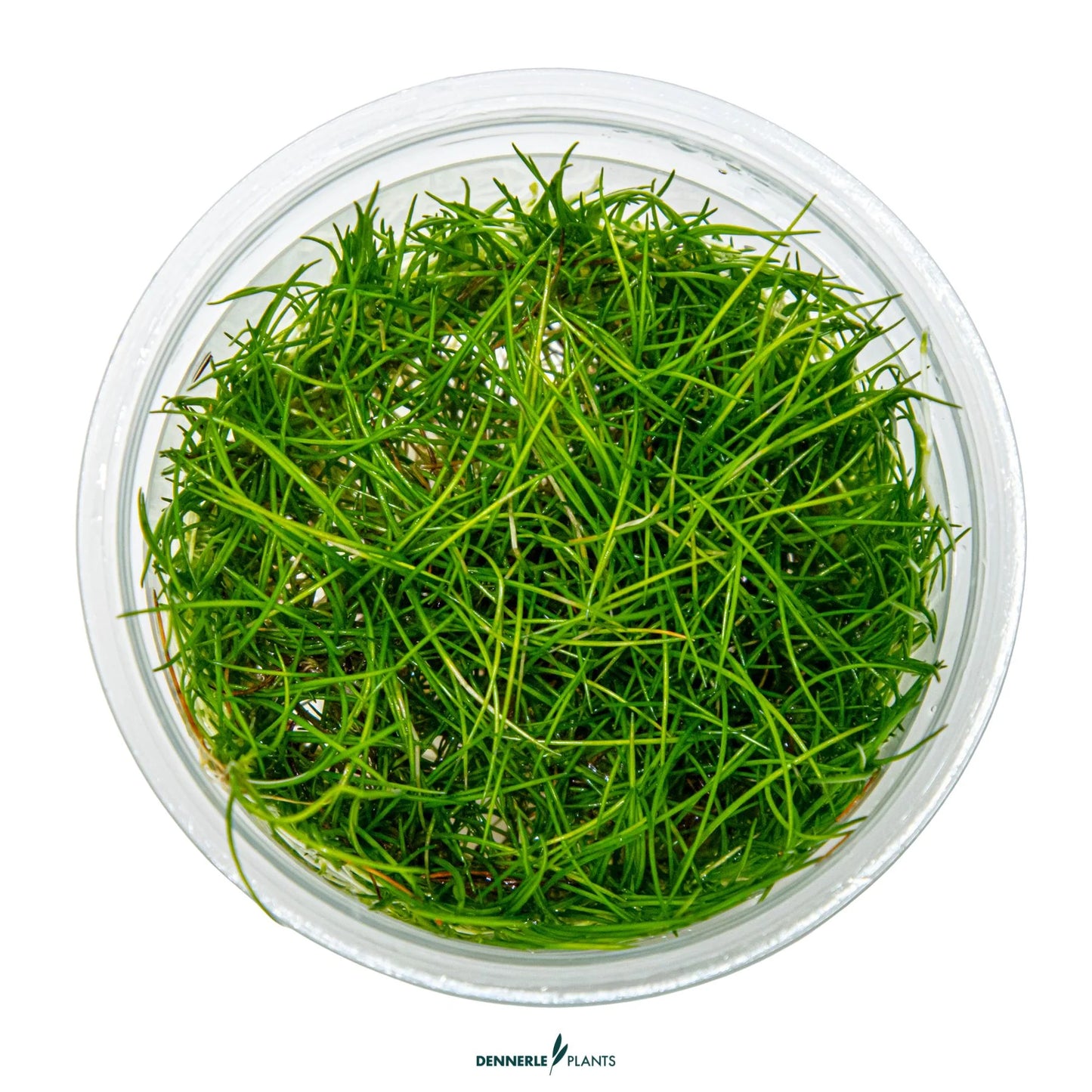 Eleocharis acicularis