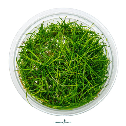 Eleocharis acicularis