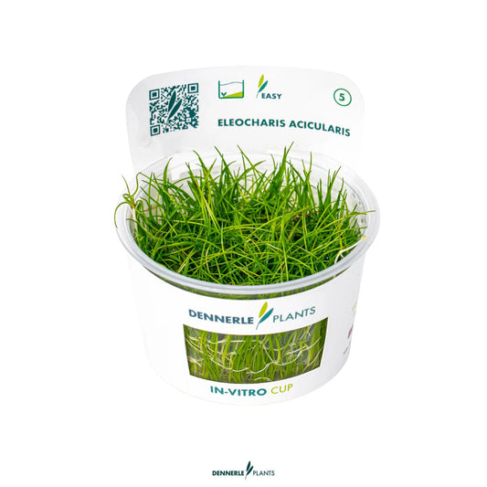 Eleocharis acicularis