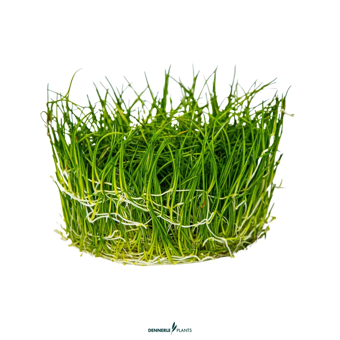 Eleocharis acicularis