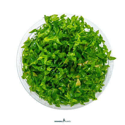 Gratiola viscidula
