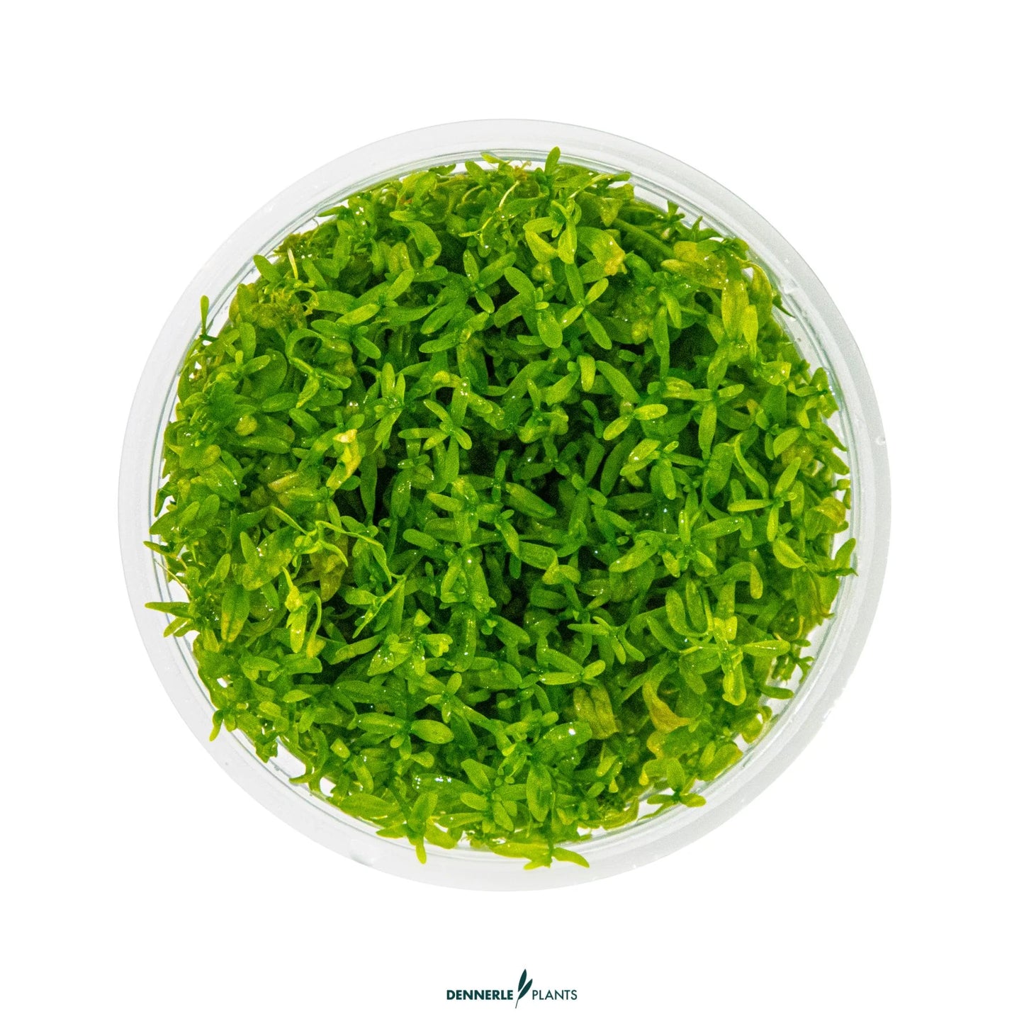 Hemianthus micranthemoides