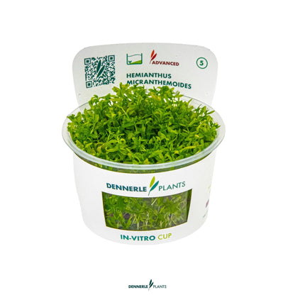 Hemianthus micranthemoides