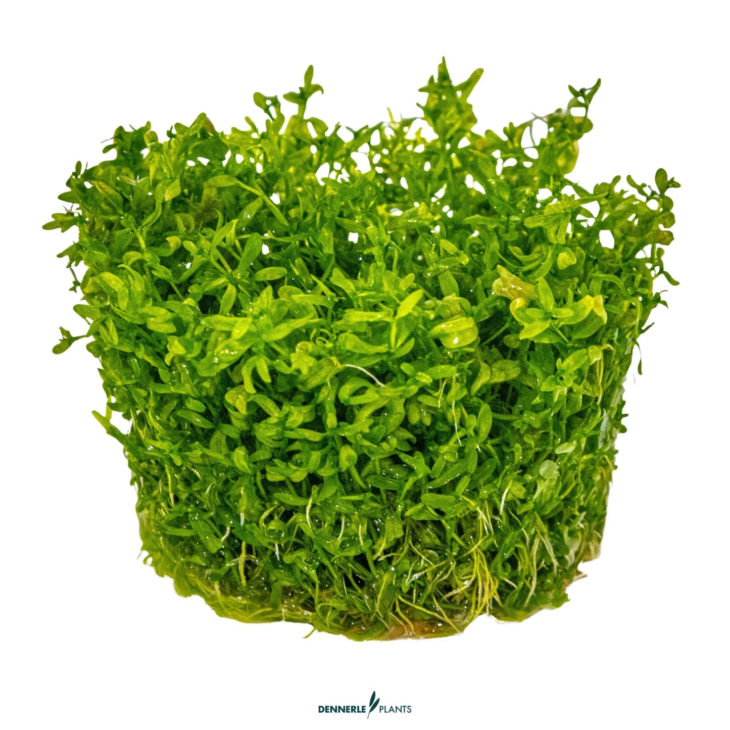 Hemianthus micranthemoides