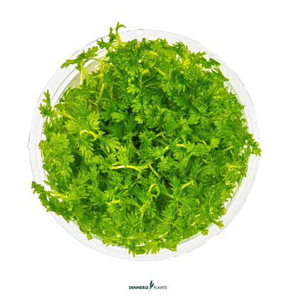 Hottonia palustris