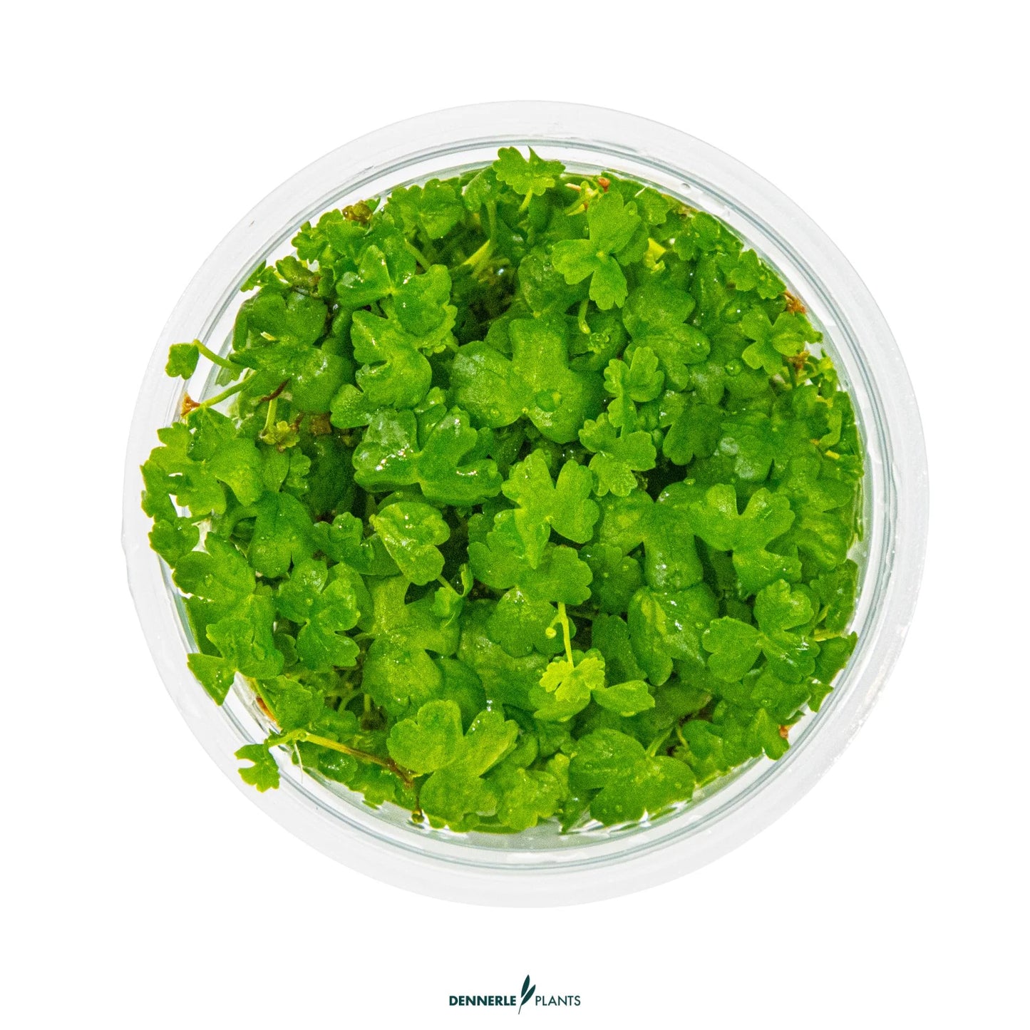 Hydrocotyle tripartita
