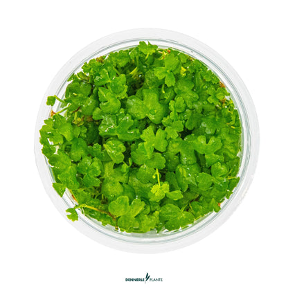 Hydrocotyle tripartita