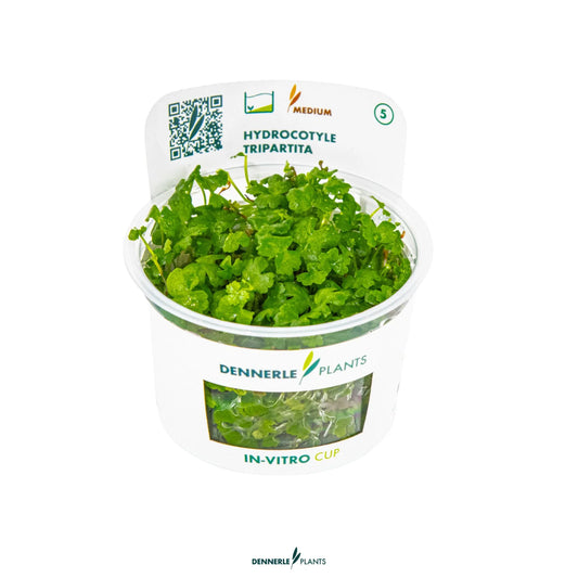 Hydrocotyle tripartita