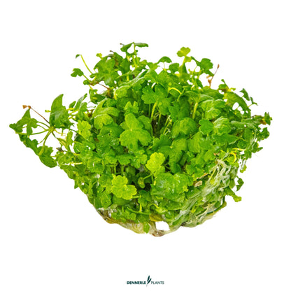 Hydrocotyle tripartita