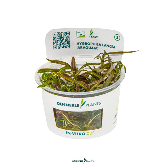 Hygrophila lancea 'Araguaia'